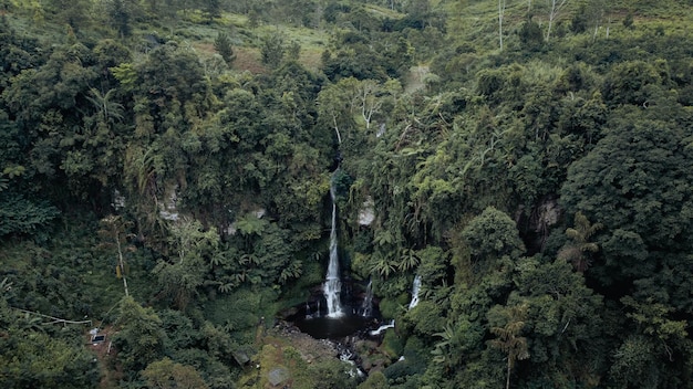 Foto uma cachoeira na selva é cercada por árvores e a palavra cachoeira é visível.