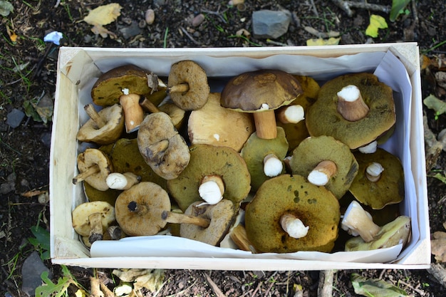 Uma caixa de cogumelos com uma substância branca em cima.