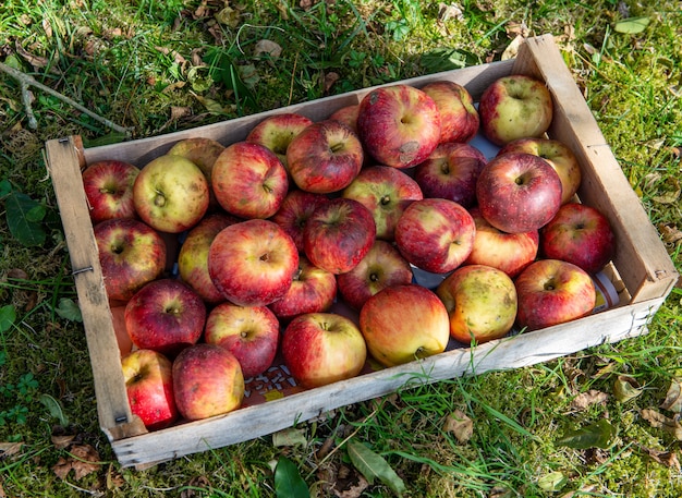 Uma caixa de maçãs frescas na grama do jardim