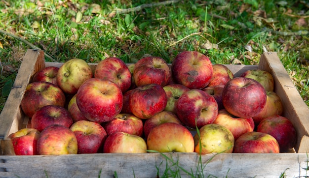 Uma caixa de maçãs frescas na grama do jardim