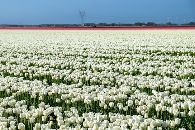 uma cama colorida de tulipas holandesas brancas.