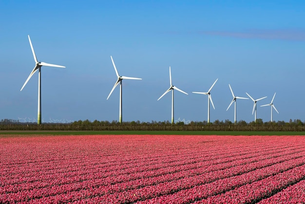 Uma cama de tulipas holandesas cor de rosa. No bachground Moinhos de vento para a produção de energia sustentável.