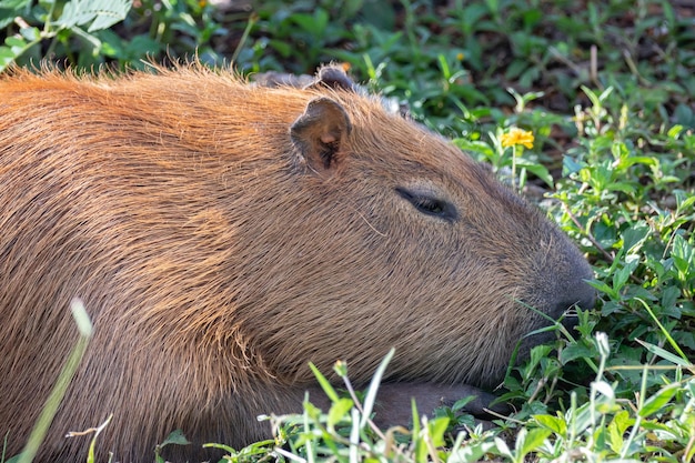 Uma capivara dormindo na grama.