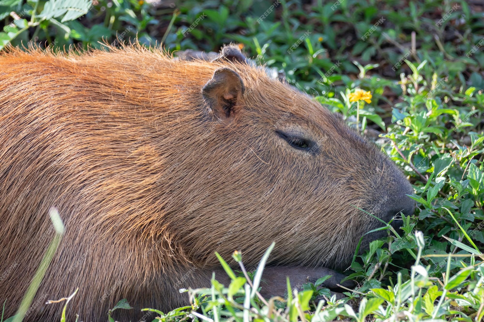 Fundo Jovem Capivara Deitado Em Cima De Um Tronco Na Floresta Em Um Dia  Ensolarado Fundo, Capivaras Perfil Dormindo, Foto Fotografia Hd, Plantar  Imagem de plano de fundo para download gratuito