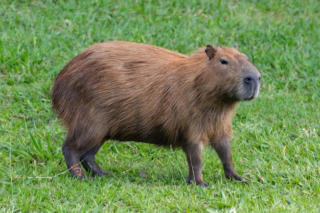 Uma capivara está andando na grama.