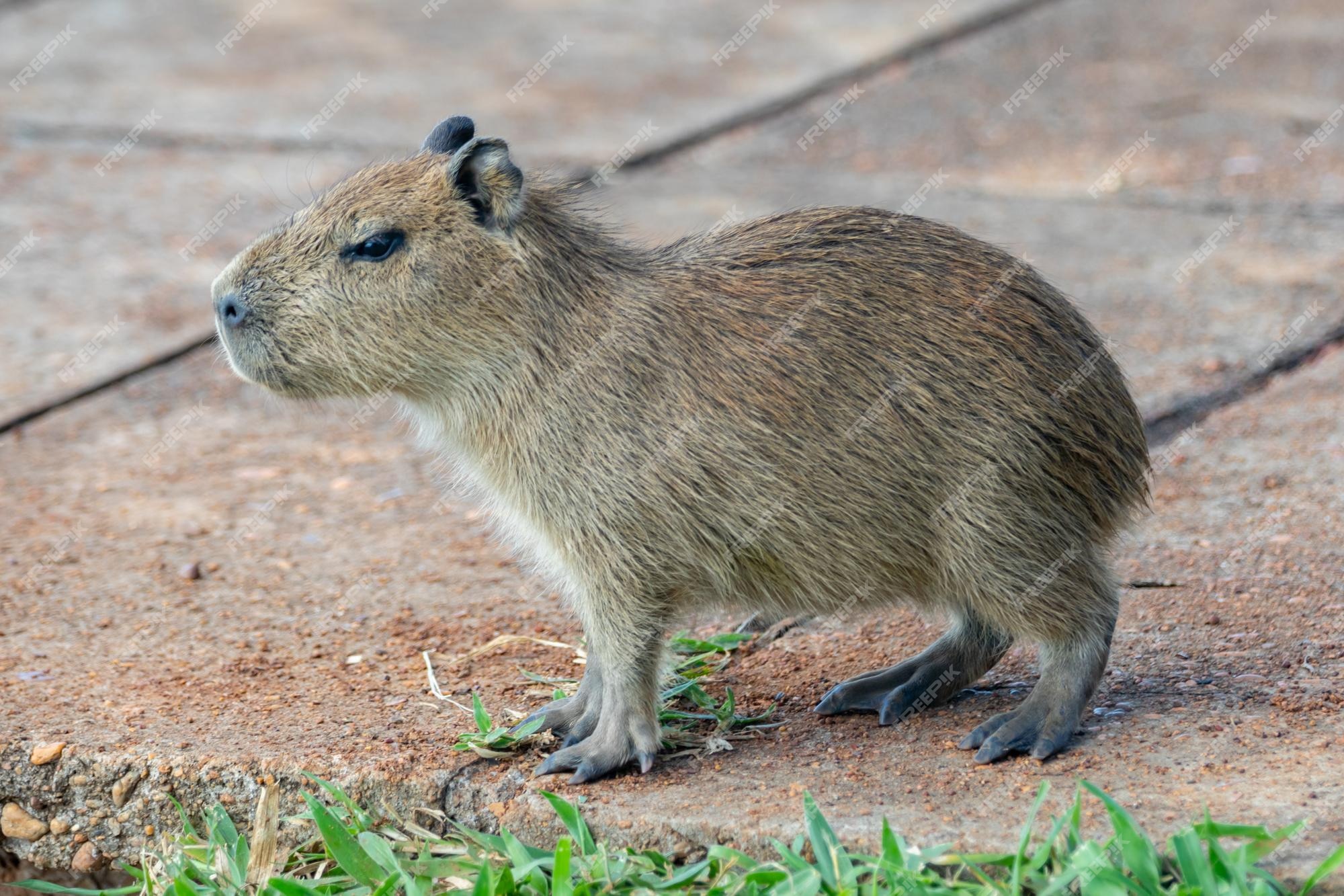 Carpincho - Capybara  Capivara, Capivaras, Ilustração