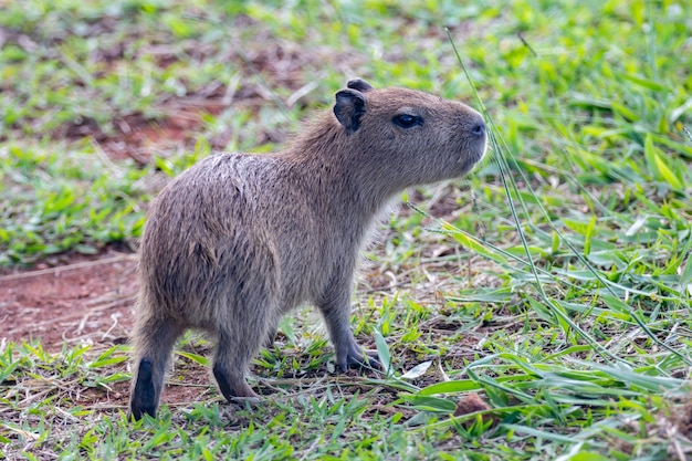 Uma capivara está parada na grama e a grama é verde.