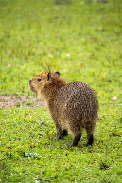 Uma capivara na grama