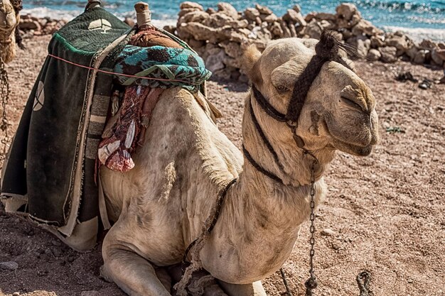 Foto uma caravana de camelos descansa no deserto com o fundo do mar vermelho e altas montanhas