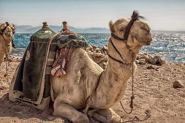 Foto uma caravana de camelos descansa no deserto, com o mar vermelho e altas montanhas como pano de fundo