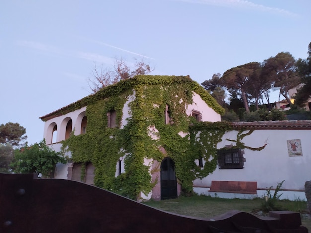 uma casa com uma árvore crescendo no lado dela