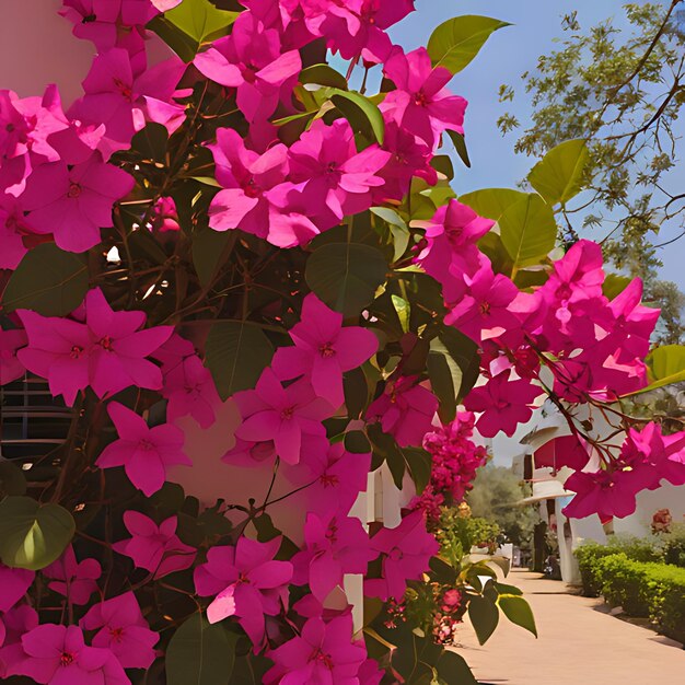 Foto uma casa com uma parede rosa e uma porta branca com uma casa ao fundo