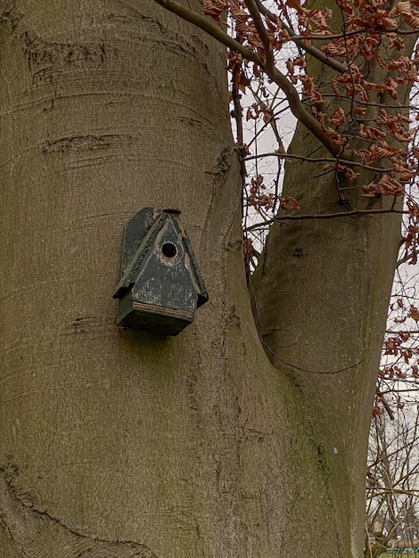 Uma casa de pássaros em um tronco de árvore no parque no inverno