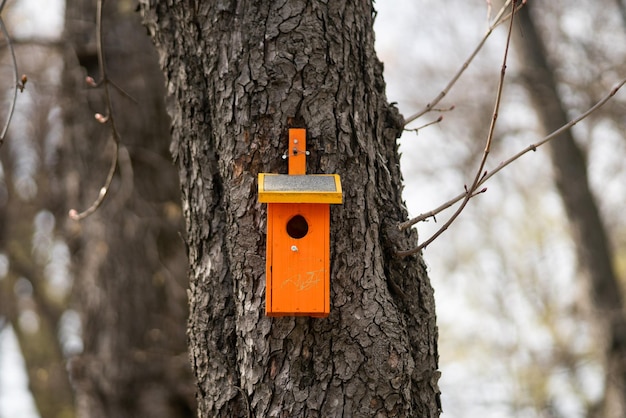 Foto uma casa de pássaros está em uma árvore em uma floresta.