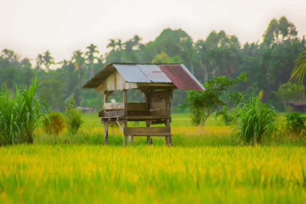 Uma casa em um campo de arroz com telhado de zinco
