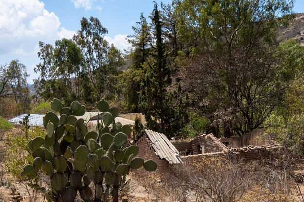 Uma casa rural abandonada nas montanhas com cacto