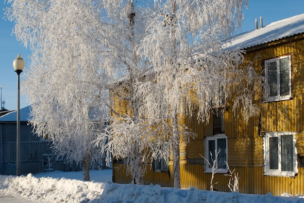Uma casa velha e uma árvore de bétula na geada em um dia ensolarado e gelado. Sibéria Ocidental. Rússia