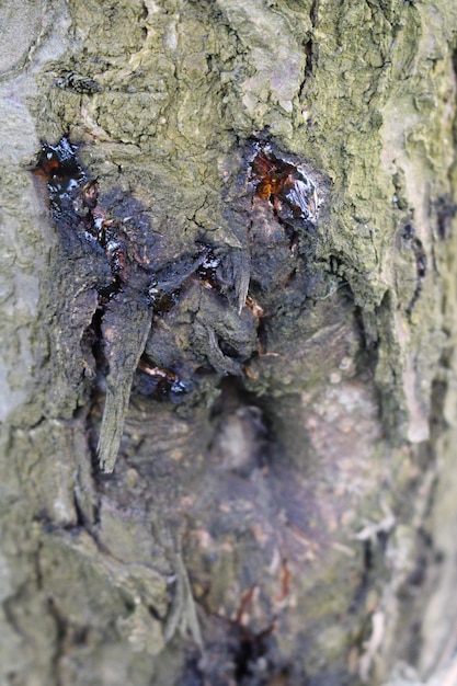 Foto uma casca de árvore com um buraco