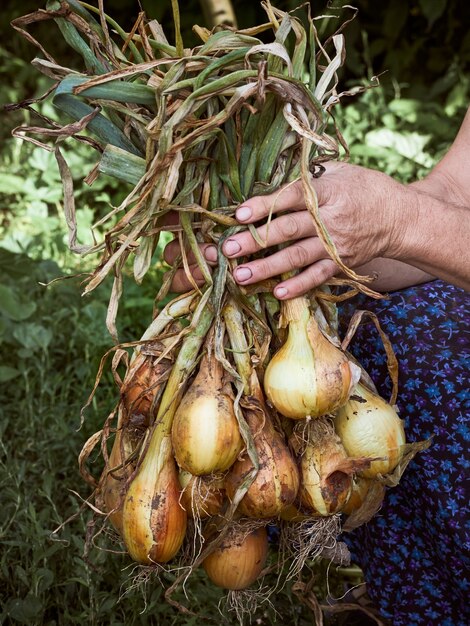 Uma cebola nas mãos de uma velha camponesa