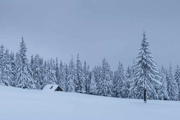 Uma cena calma de inverno. Abetos cobertos de neve estão em um nevoeiro. Belas paisagens à beira da floresta. Feliz Ano Novo