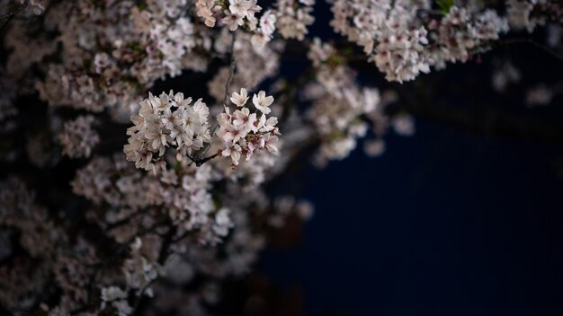 Uma cena da natureza de belas cerejeiras que florescem em uma cidade de rua à noite. cenário de primavera do incrível ramo de flores de sakura japonesa em kyoto.