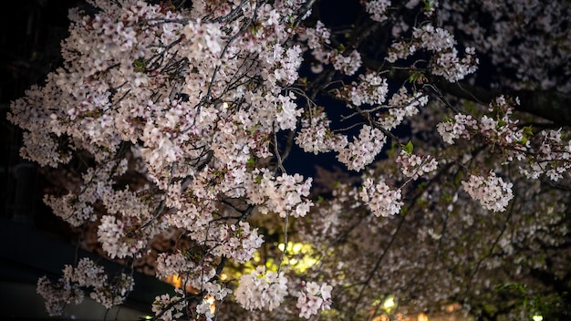 Uma cena da natureza de belas cerejeiras que florescem em uma cidade de rua à noite. cenário de primavera do incrível ramo de flores de sakura japonesa em kyoto.