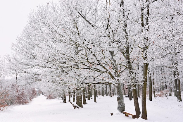 Uma cena de neve com árvores e um banco coberto de neve.