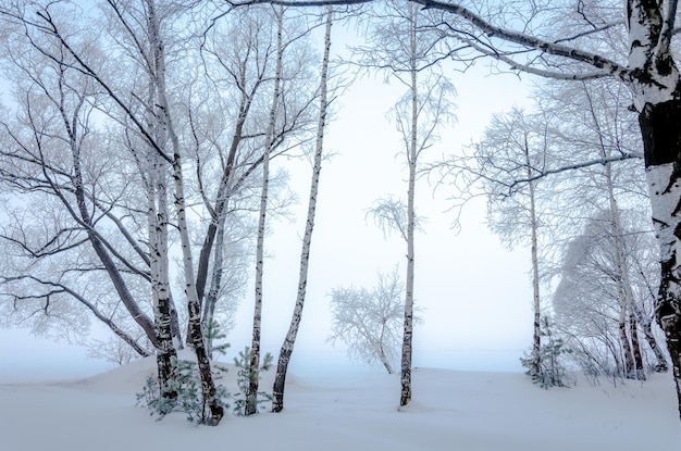 Uma cena de neve com árvores e um campo coberto de neve.