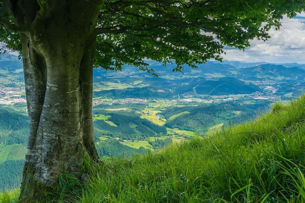 uma cena de uma vista do vale de uma árvore de faia