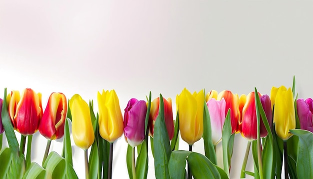 Uma cena deslumbrante de várias fileiras de flores coloridas de tulipas da primavera em um fundo branco