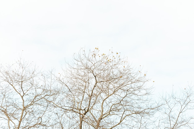 Foto uma cena minimalista de uma árvore sobre um fundo claro, com espaço de cópia e vibrações relaxantes