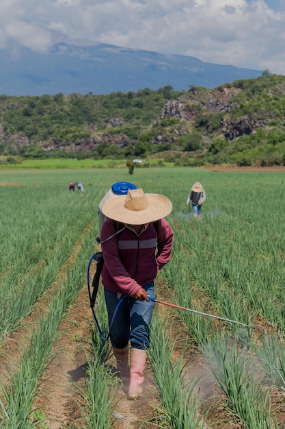 Uma cena vertical de trabalhadores regando o campo de cebolas