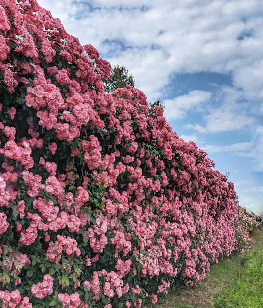 Uma cerca com flores cor de rosa em primeiro plano e um céu azul ao fundo.