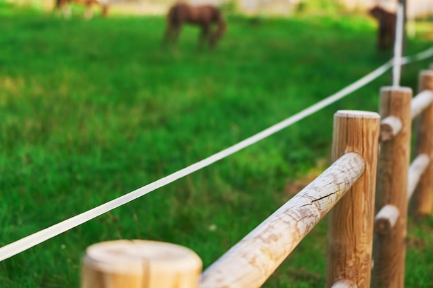 Uma cerca elétrica com fios e equipamentos isolantes garante um pasto onde cavalos e vacas se alimentam da grama e da silagem, proporcionando segurança e cuidados aos animais de fazenda.