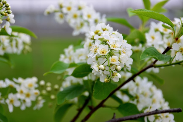 Uma cerejeira com flores brancas e botões em galhos com folhas verdes, macro