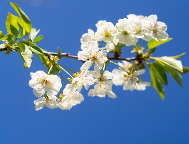 Uma cerejeira florescendo na primavera contra um céu azul em um dia ensolarado na Grécia