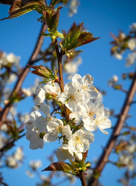 Uma cerejeira florescendo na primavera contra um céu azul em um dia ensolarado na Grécia