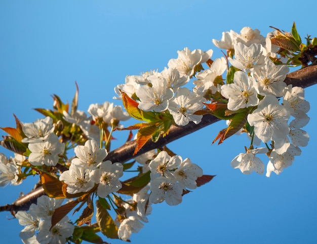 Uma cerejeira florescendo na primavera contra um céu azul em um dia ensolarado na Grécia