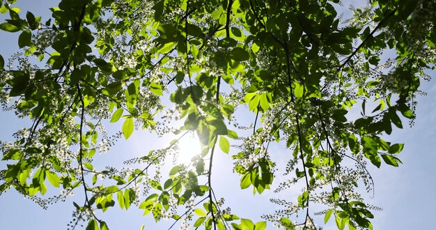 uma cerejeira florida na primavera um parque de primavera