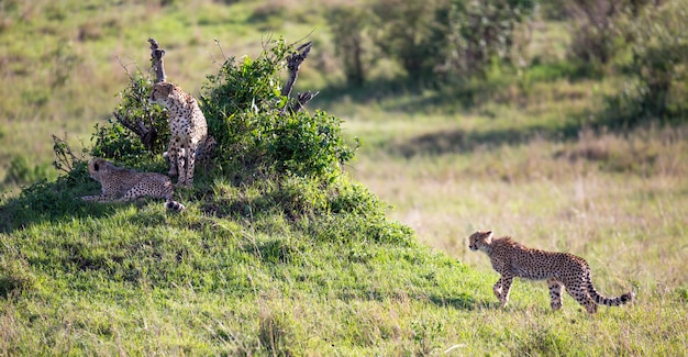 Uma chita caminha entre grama e arbustos na savana do Quênia