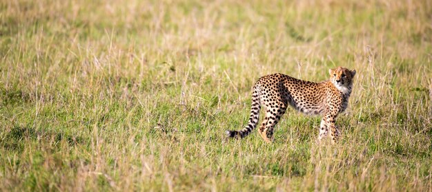 Uma chita caminha entre grama e arbustos na savana do Quênia