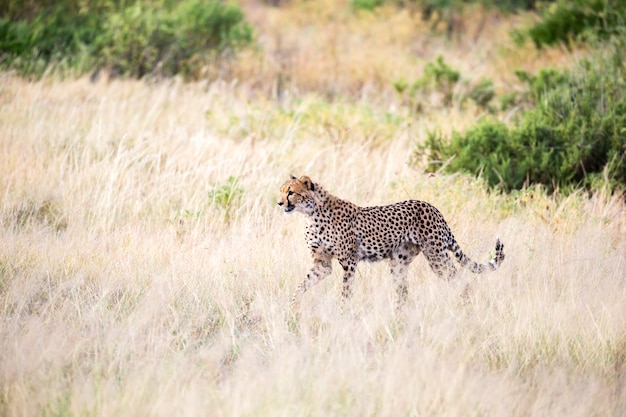 Uma chita caminha na grama alta da savana procurando algo para comer