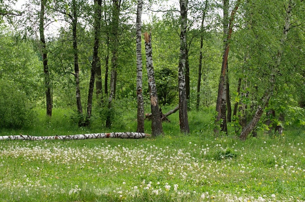 Uma clareira com dentes-de-leão desbotados em uma floresta de bétulas região de Moscou Rússia