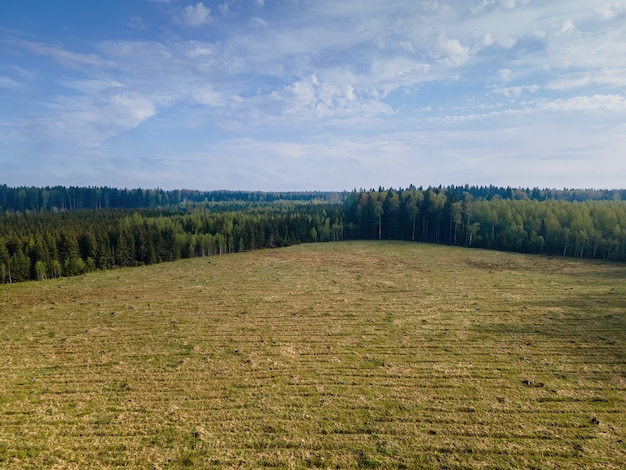 Uma clareira e a orla da floresta de uma visão panorâmica de um drone. Exterior.