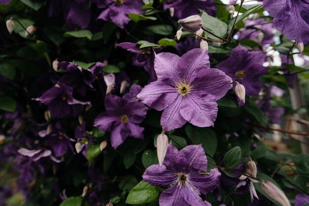 Uma clematite roxa bonita e exuberante bush cresce no jardim. florística