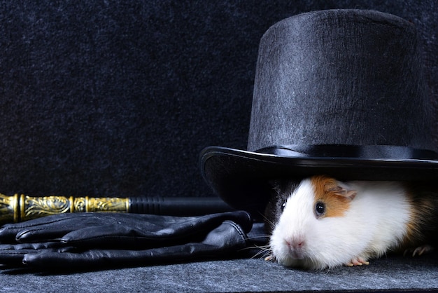 Uma cobaia branca sob um chapéu alto preto com luvas de couro e uma bengala mágica