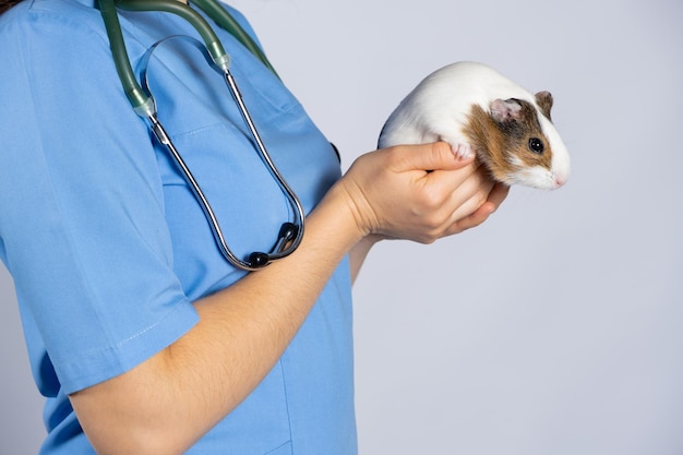 Uma cobaia engraçada nas mãos de um veterinário em um uniforme azul