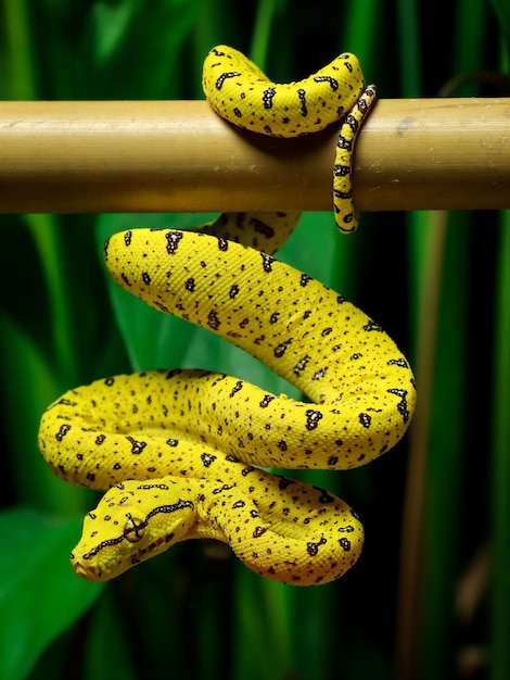 Uma cobra amarela com pontos pretos está pendurada em um galho.