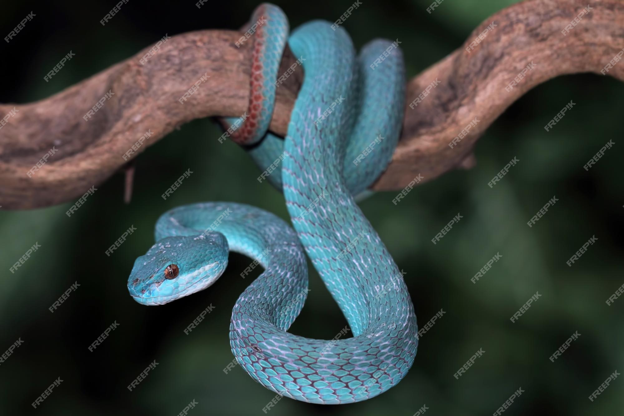 Cobra cega? Entenda por que os olhos das serpentes ficam azuis, Terra da  Gente