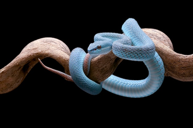 Uma cobra azul com um fundo preto